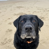 Entry image for Toby