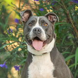 Entry image for Kelce