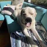 Entry image for Kapono