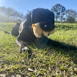 Entry image for Natty