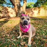 Entry image for Darla