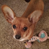 Entry image for Foxy Forrest