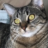 Entry image for Ringo Ravenpaw