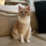 Entry image for Olive