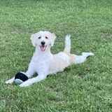 Entry image for Aonghus