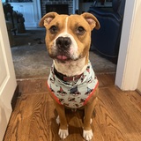 Entry image for Bowie