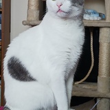 Entry image for Patches