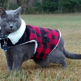 Entry image for Sabre Ray Dermatis 