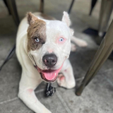 Entry image for Dunkin 