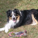 Entry image for Brutus