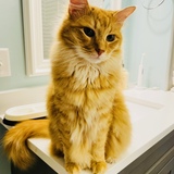 Entry image for Rumple