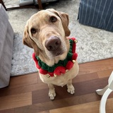 Entry image for Boogie