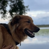 Entry image for Ruger