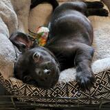 Entry image for Nugget 