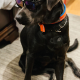 Entry image for Gunner