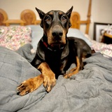 Entry image for Dahlia