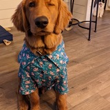 Entry image for Mowgli