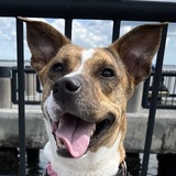 Entry image for Noulli