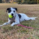 Entry image for Tilly