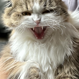 Entry image for Felicia