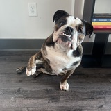 Entry image for Dolly P