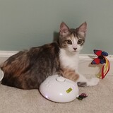 Entry image for Cookie Crisp