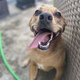 Entry image for Scooby