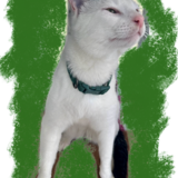 Entry image for Bruiser