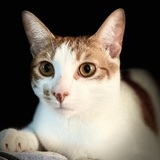 Entry image for Tyler