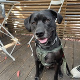 Entry image for Apollo