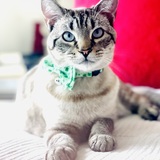 Entry image for Gravy