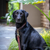 Entry image for Ebony