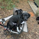 Entry image for Vada and Trooper