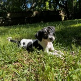 Entry image for Boone 