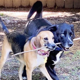 Entry image for Bo & Lady Dora