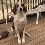 Entry image for “GB”. Good Boy