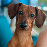 Entry image for Roxy