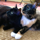 Entry image for Piper & Bunny, Young & Old Rescue Sistas