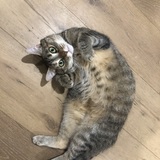 Entry image for Gidget