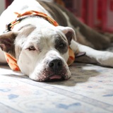 Entry image for Emmett