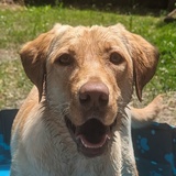 Entry image for Cora