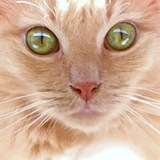 Entry image for Maggie