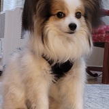 Entry image for Beau