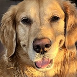 Entry image for Hoppi