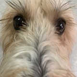 Entry image for Ripley