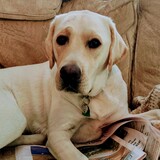 Entry image for Banks