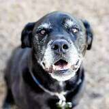 Entry image for Chevy