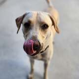 Entry image for Brody