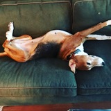 Entry image for Olli