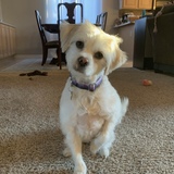 Entry image for Indy